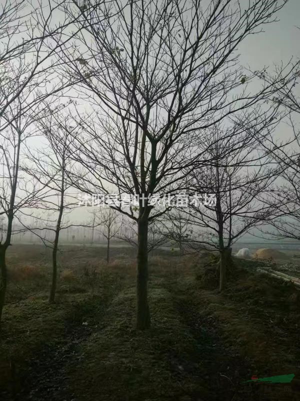 燈臺(tái)樹價(jià)格燈臺(tái)樹基地?zé)襞_(tái)樹批發(fā)燈臺(tái)樹圖片