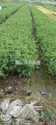 精品黃馨盆栽