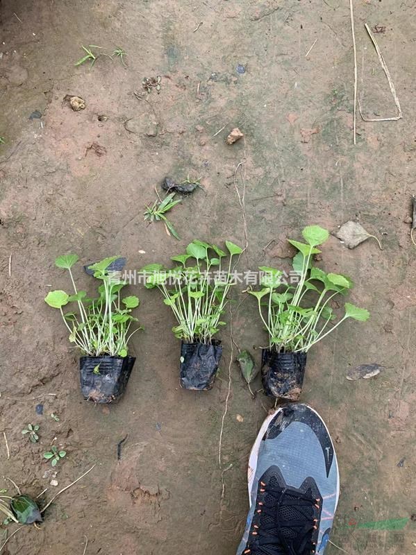 優(yōu)質(zhì)二月蘭基地直銷  二月蘭種植基地