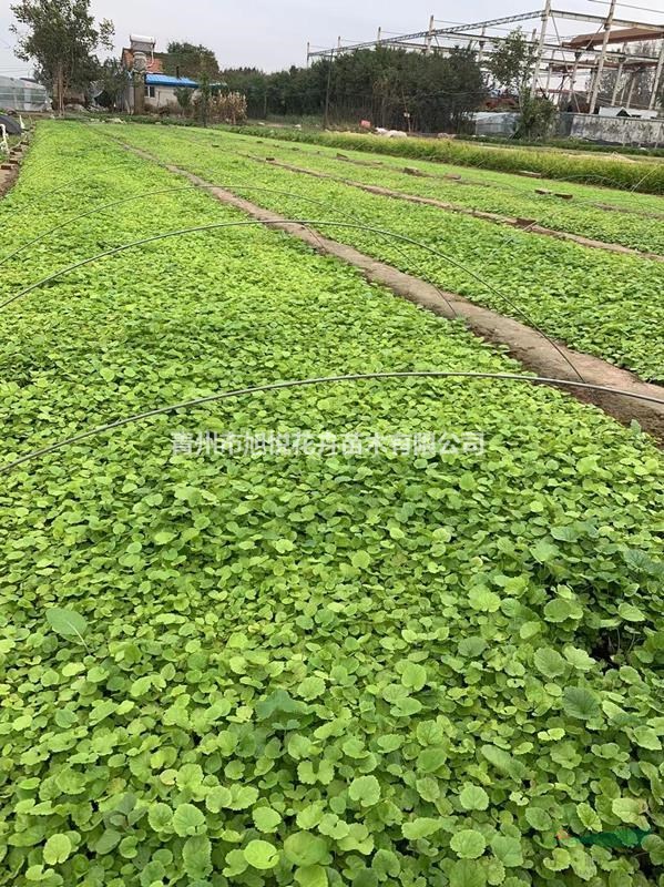 優(yōu)質(zhì)二月蘭基地直銷  二月蘭種植基地