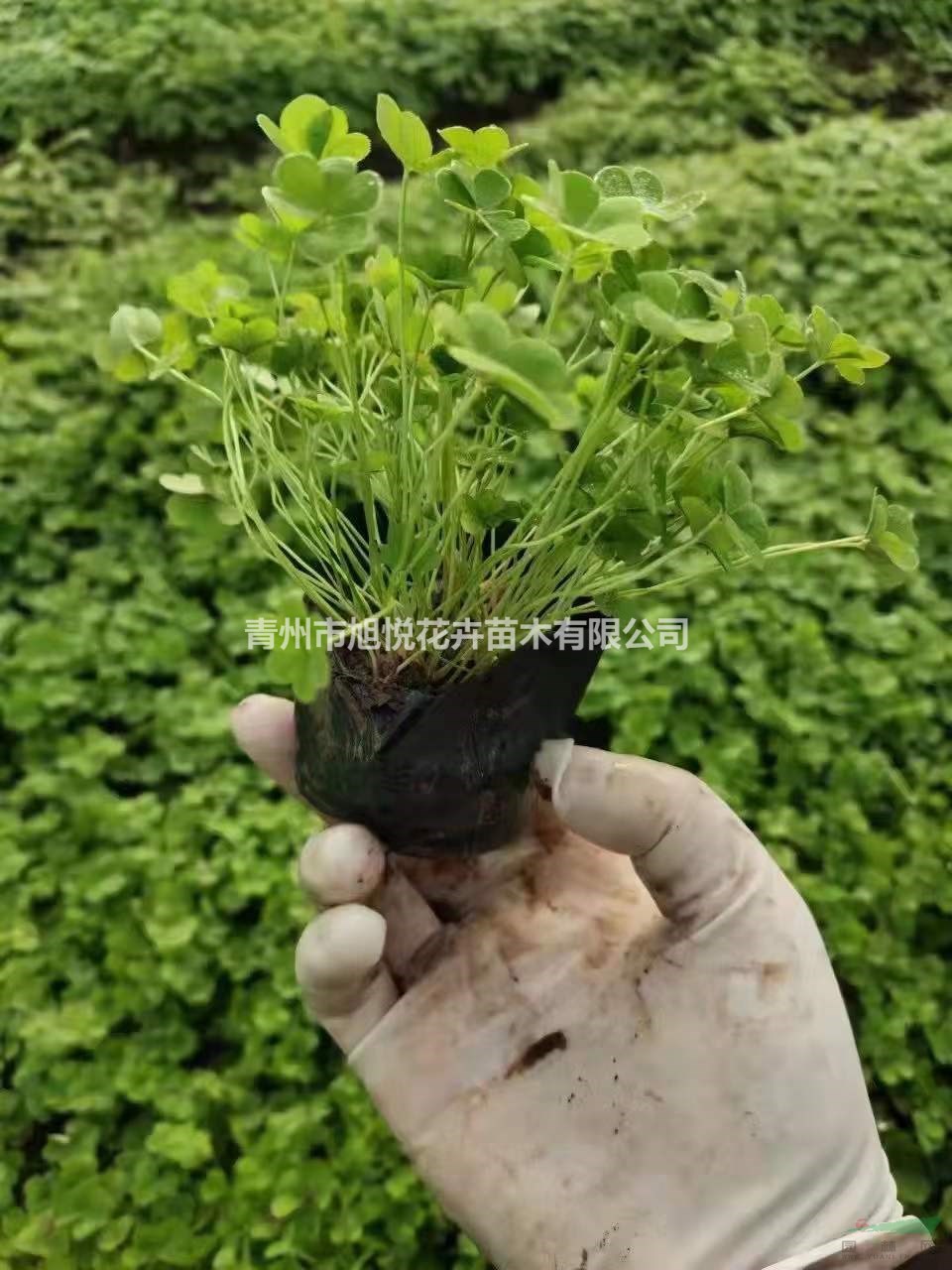 多芽優(yōu)質(zhì)紅花酢漿草  紅花酢漿草基地直銷 