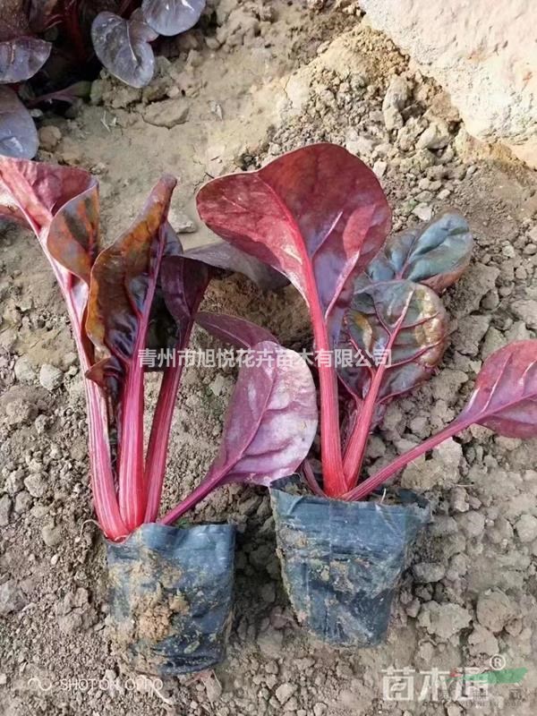 冬季專用紅葉甜菜  紅葉甜菜種植基地  耐寒抗凍首選紅葉甜菜