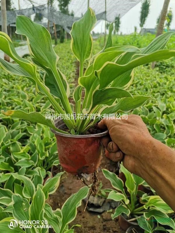 金邊玉簪基地直銷  玉簪種植基地