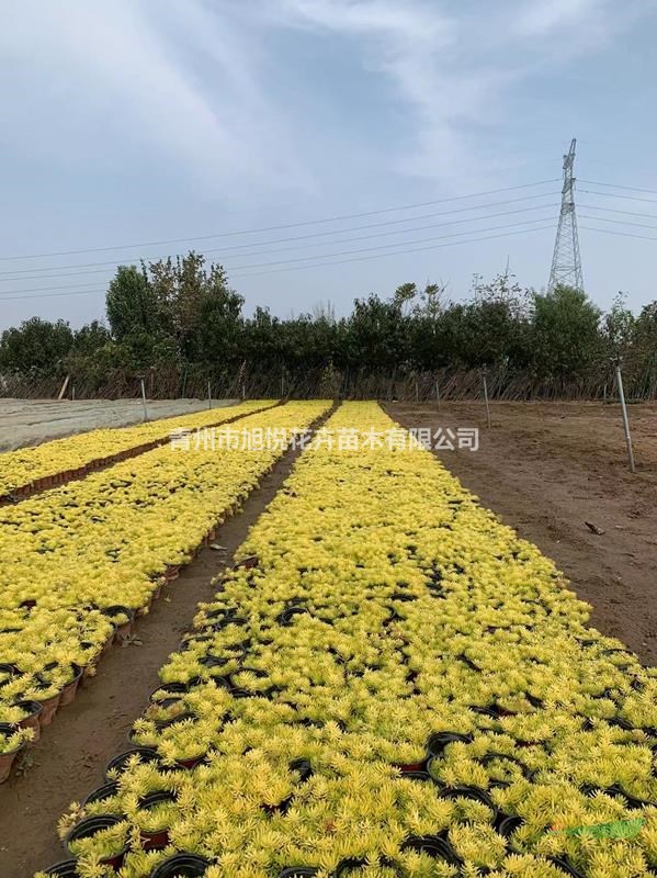 優(yōu)質(zhì)金葉佛甲草基地直銷  佛甲草大量供應