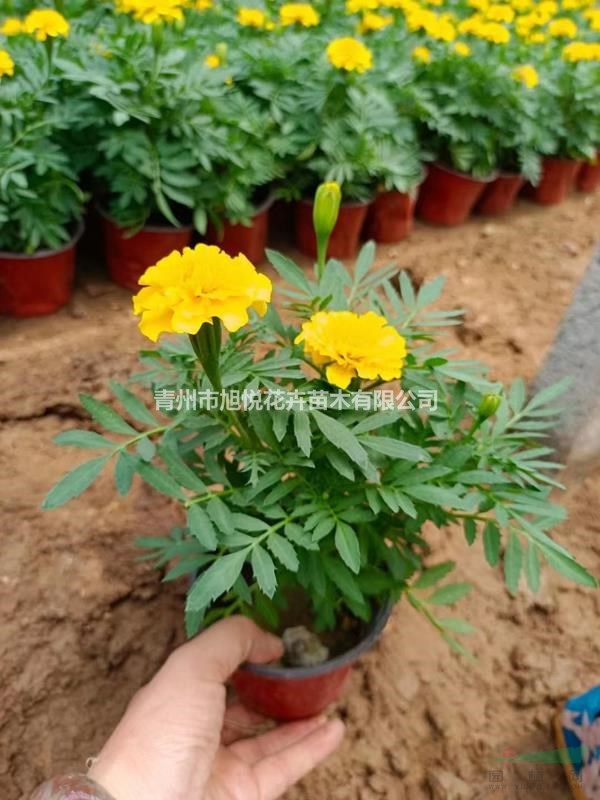 萬壽菊基地直銷  萬壽菊種植基地 優(yōu)質(zhì)萬壽菊大量供應