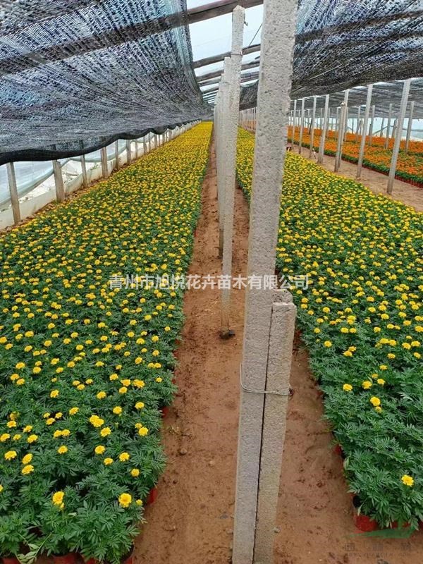 萬壽菊基地直銷  萬壽菊種植基地 優(yōu)質(zhì)萬壽菊大量供應