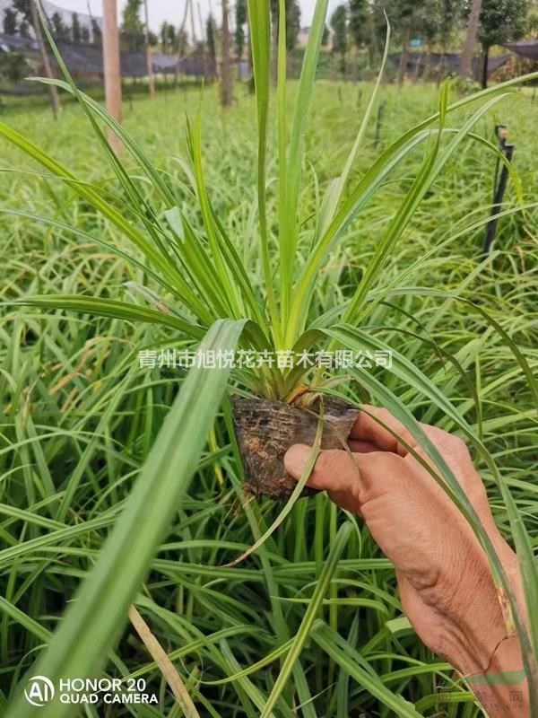 優(yōu)質(zhì)多芽嶗峪苔草  嶗峪苔草基地供應(yīng)  苔草種植基地