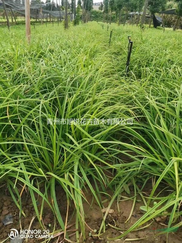 優(yōu)質(zhì)多芽嶗峪苔草  嶗峪苔草基地供應(yīng)  苔草種植基地