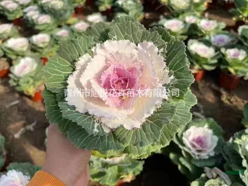 玫瑰甘藍(lán)種植基地 玫瑰甘藍(lán)批發(fā)