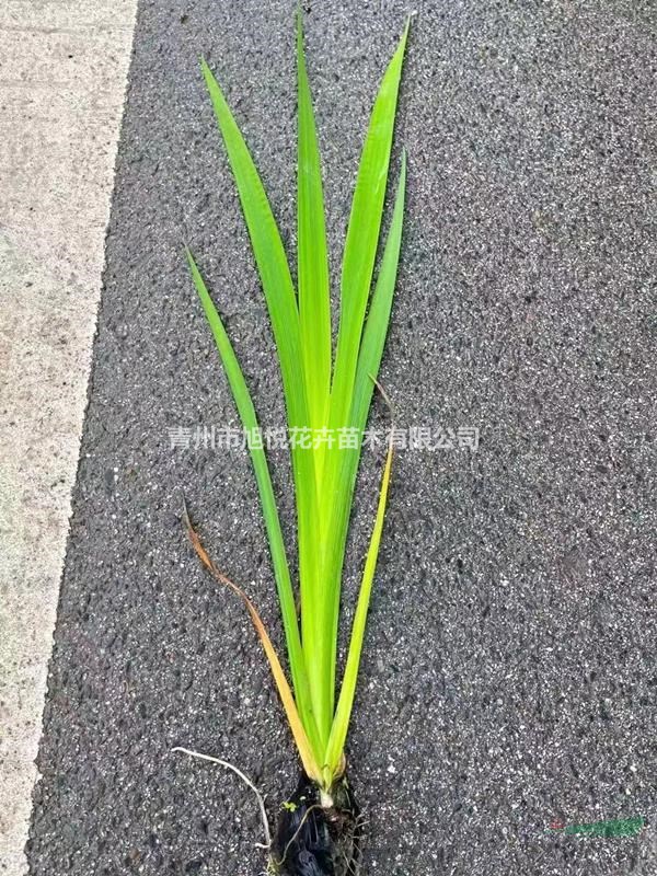 西伯利亞鳶尾種植基地  西伯利亞鳶尾基地直銷