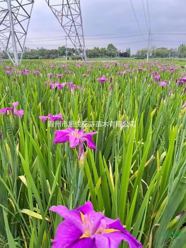 西伯利亞鳶尾種植基地  西伯利亞鳶尾基地直銷