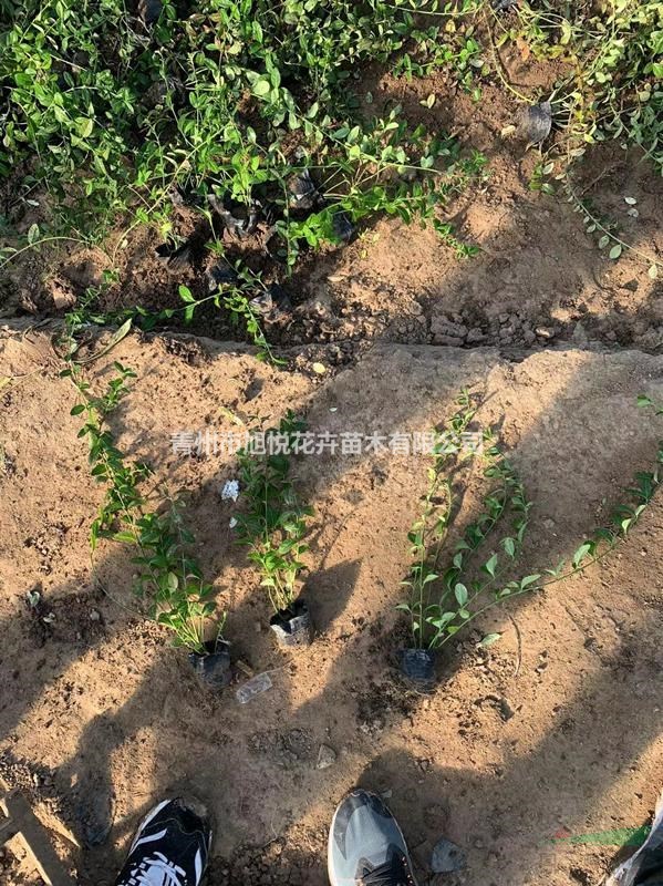 小葉扶芳藤種植基地  小葉扶芳藤基地直銷