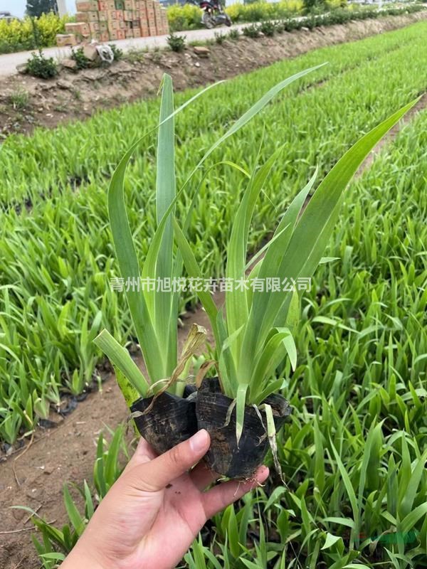 鳶尾種植基地 鳶尾批發(fā)價格