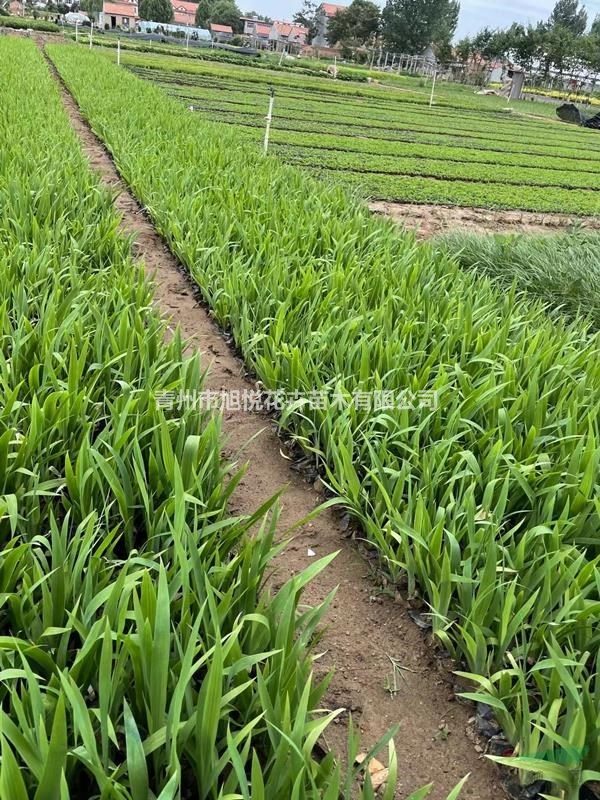 鳶尾種植基地 鳶尾批發(fā)價格