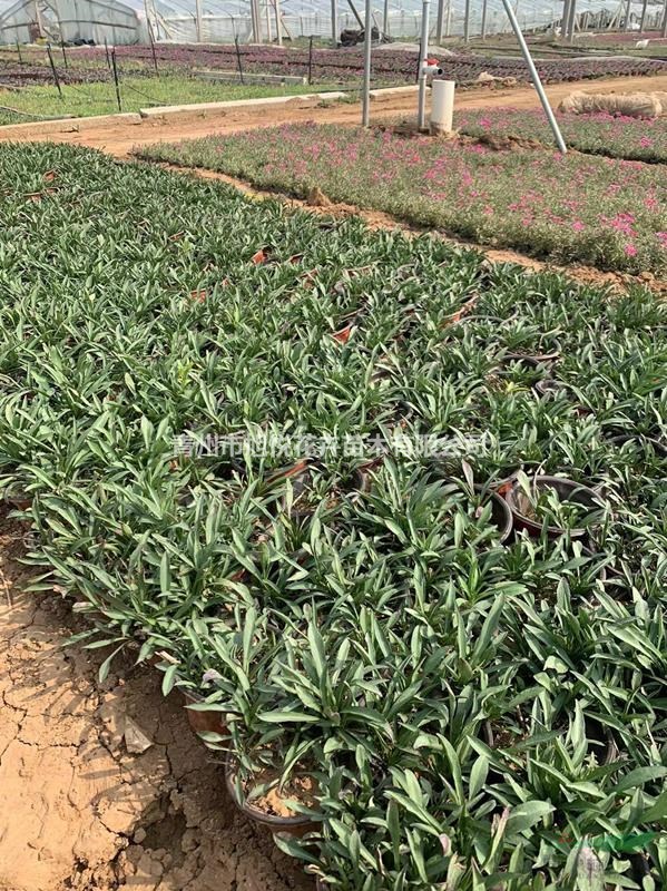 多芽荷蘭菊種植基地  荷蘭菊基地直銷