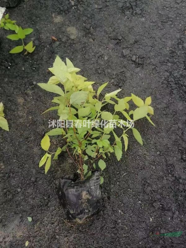 金山繡線菊哪里便宜金山繡線菊