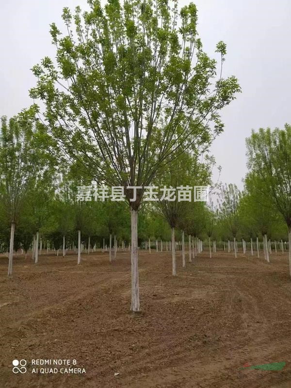速生白蠟，耐寒，成活率高
