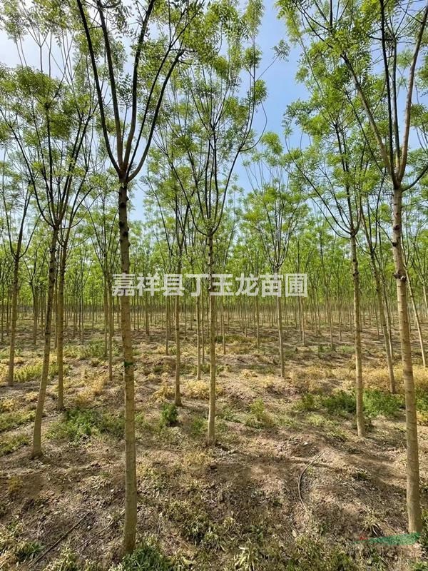 淑女國槐種植基地 5-6公分萬顆待售