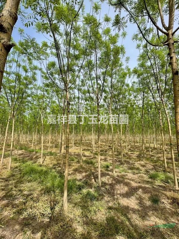 淑女國槐種植基地 5-6公分萬顆待售