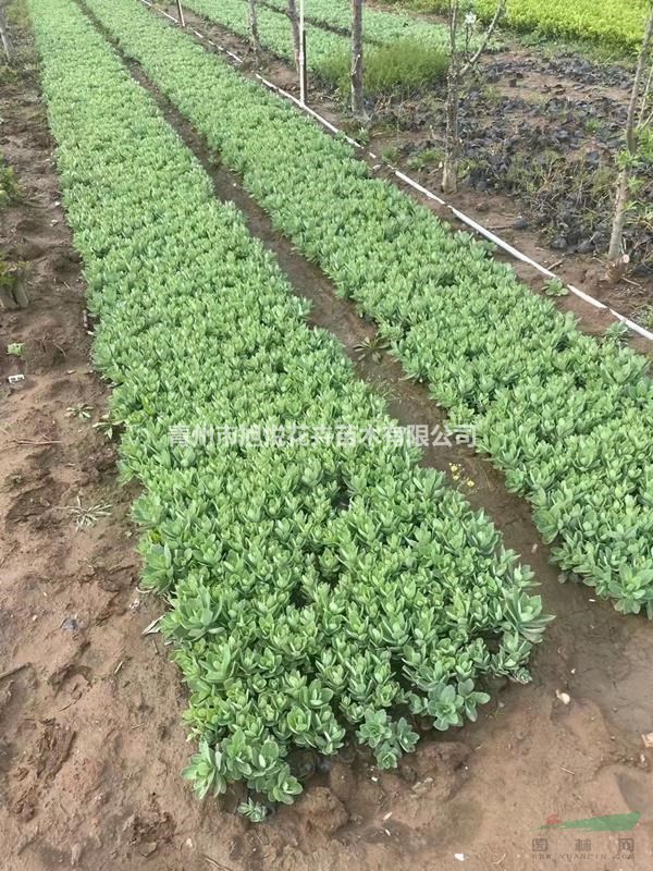 多芽八寶景天基地大量供應(yīng)  八寶景天農(nóng)戶直銷