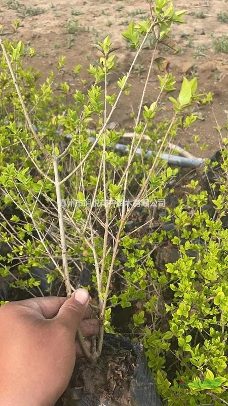 多分枝金葉女貞大量供應(yīng)  金葉女貞種植基地