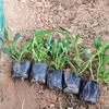 多芽優質柳葉馬鞭草種植基地  馬鞭草基地直銷  桑托斯馬鞭草大量供應
