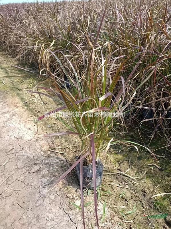 紫葉狼尾草種植基地  紫葉狼尾草農(nóng)戶自產(chǎn)自銷