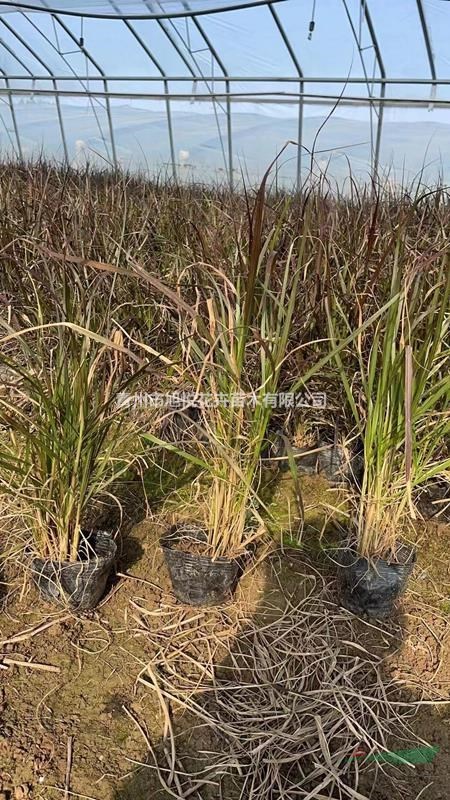 紫葉狼尾草種植基地  紫葉狼尾草農(nóng)戶自產(chǎn)自銷