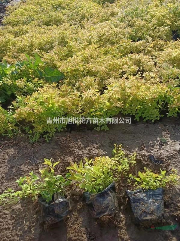 金山繡線菊種植基地 繡線菊基地直銷
