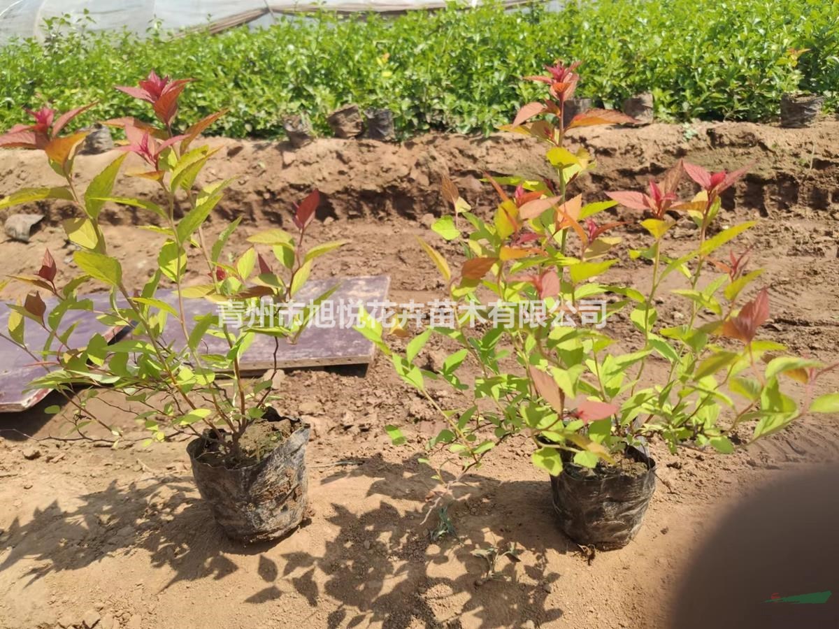 金山繡線菊種植基地 繡線菊基地直銷