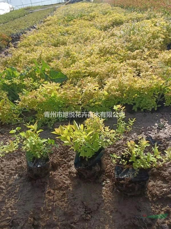 粉花繡線菊基地大量供應  繡線菊種植基地