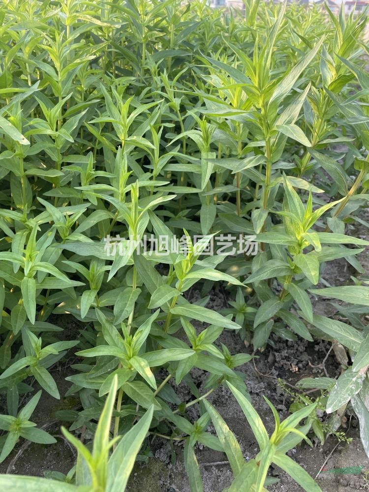 浙江蕭山水生植物千屈菜/水屈菜最新報(bào)價(jià)