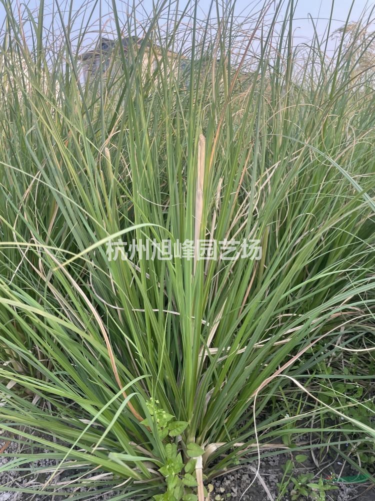 浙江最新水生植物蒲葦/矮蒲葦/常綠蒲葦行情報(bào)價(jià)