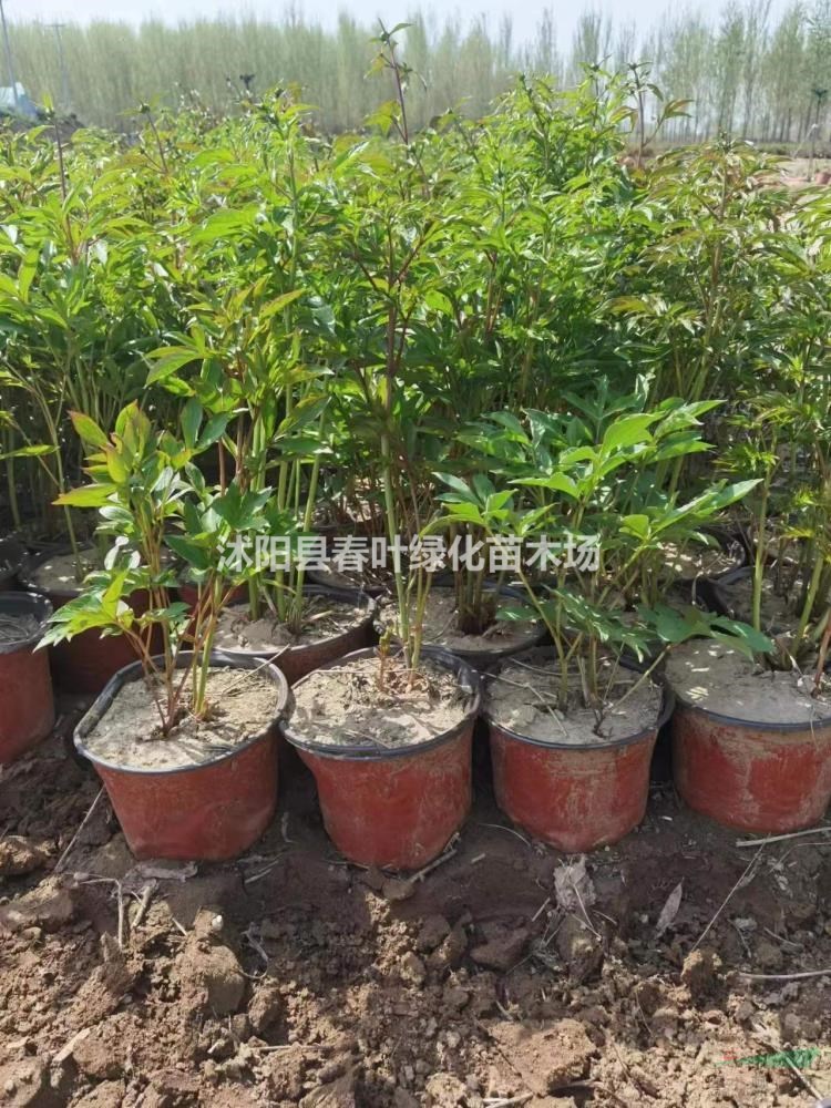 芍藥杯苗芍藥批發(fā)芍藥基地芍藥圖片芍藥花