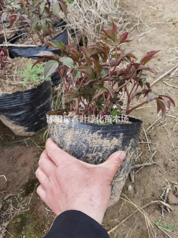 芍藥杯苗芍藥批發(fā)芍藥基地芍藥圖片芍藥花
