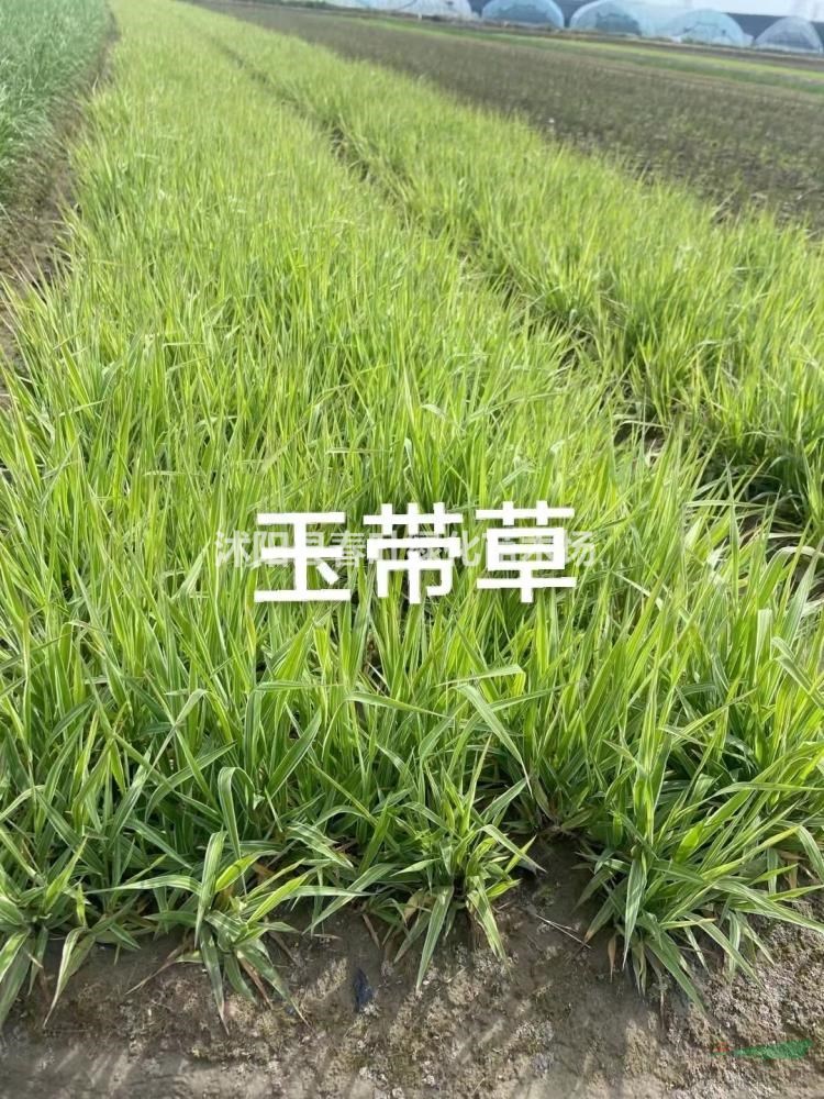 玉帶草價(jià)格玉帶草基地玉帶草產(chǎn)地玉帶草圖片