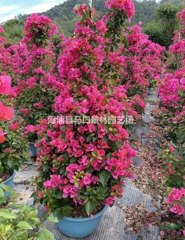 三角梅四川福建江西云南海南各种规格都有