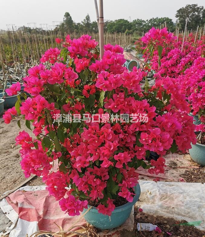 三角梅四川福建江西云南海南各种规格都有