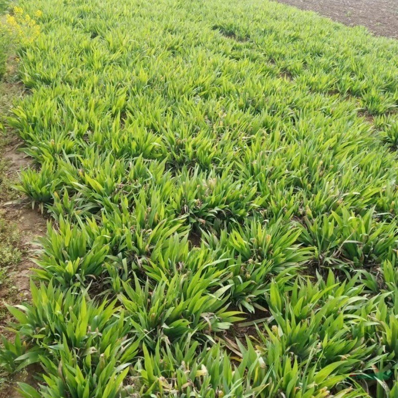 黃花鳶尾價(jià)格黃花鳶尾產(chǎn)地黃花鳶尾基地黃花鳶尾批發(fā)