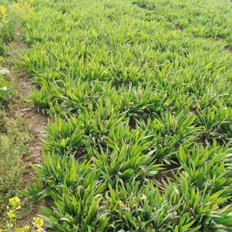 黃花鳶尾價(jià)格黃花鳶尾產(chǎn)地黃花鳶尾基地黃花鳶尾批發(fā)