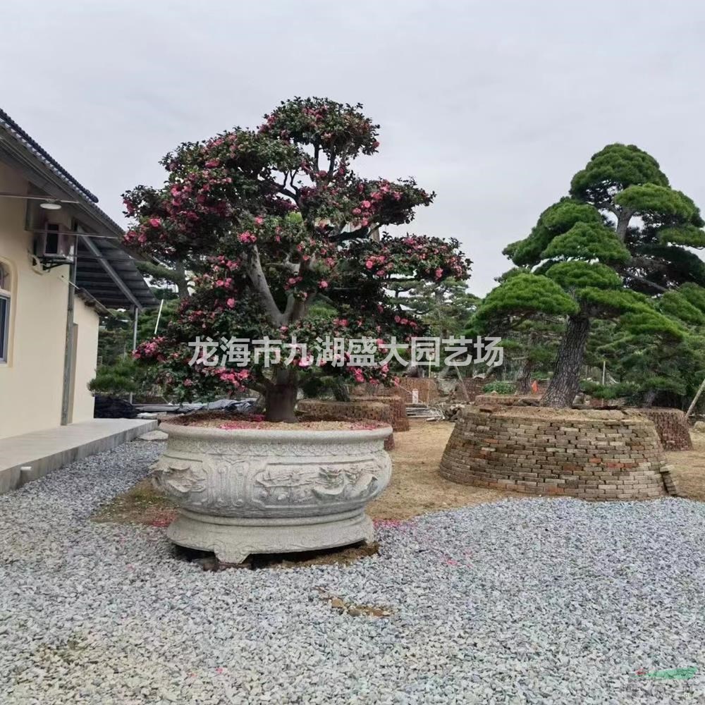 福建茶梅出售行情報(bào)價(jià)/福建茶梅出售圖片展示