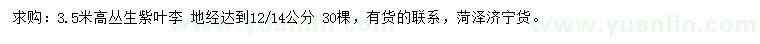 求購(gòu)高3.5米叢生紫葉李
