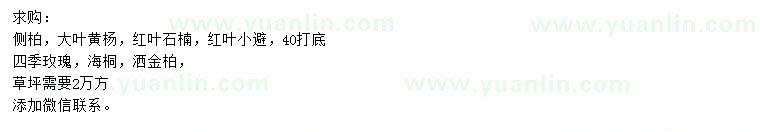 求購側(cè)柏、大葉黃楊、紅葉石楠等
