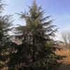 出售高度5-7米雪松 冠幅3.5米雪松 5米大規格雪松 6米圣誕樹