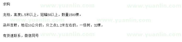 求購高1.5米以上龍柏、地徑10公分染井吉野