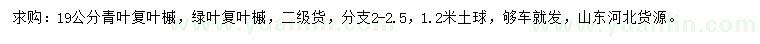 求購(gòu)19公分青葉復(fù)葉槭、綠葉復(fù)葉槭