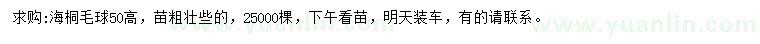 求購高50公分海桐球