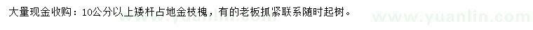 求購10公分以上金枝槐