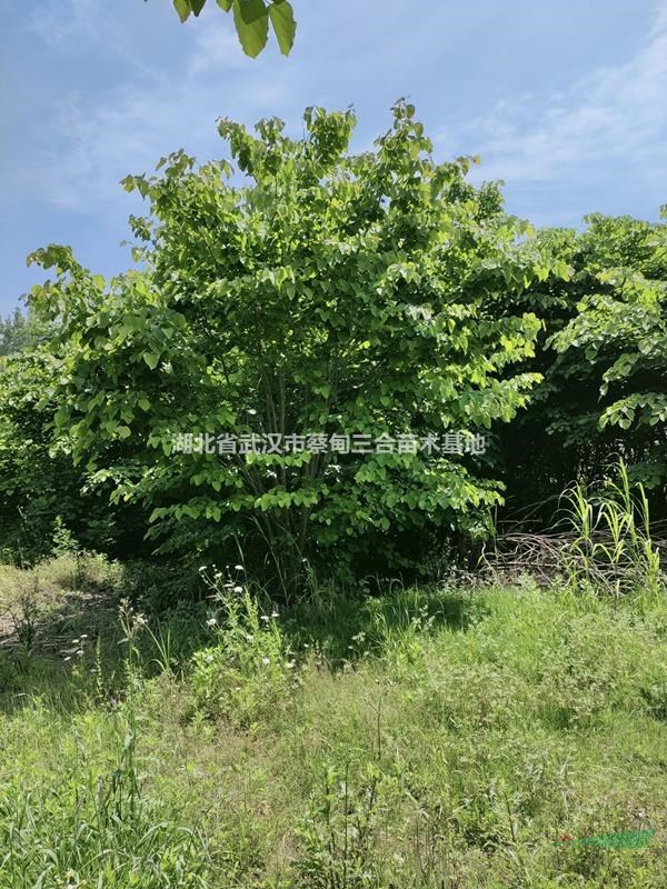紫荊 巨紫荊 叢生紫荊 獨桿紫荊 宮粉紫荊 湖北紫荊武漢紫荊烏桕孝感漢川紫荊樹蔡甸紫荊供應基地