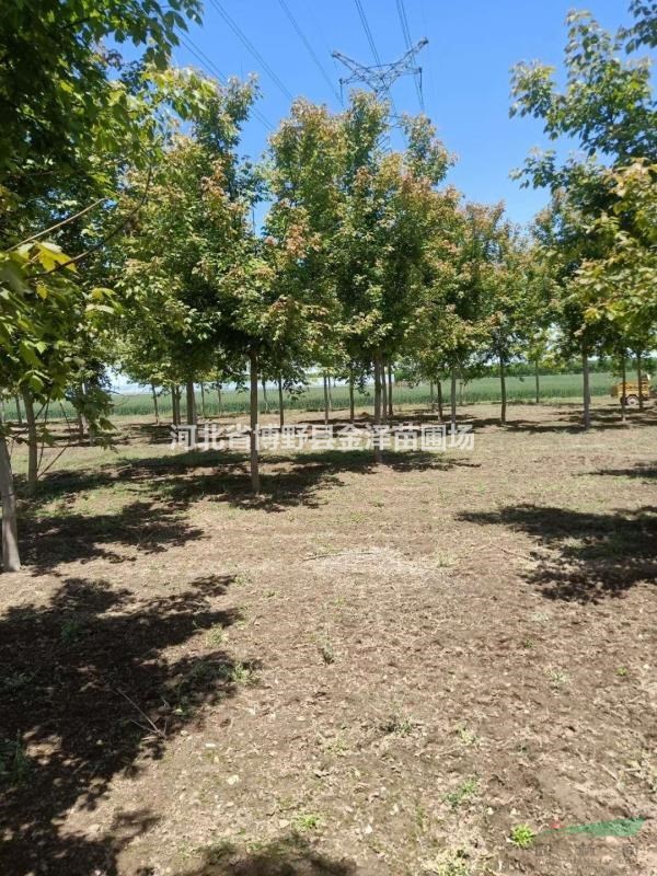 河北紅葉復葉槭 8-10-12公分紅葉復葉槭 批發(fā)基地